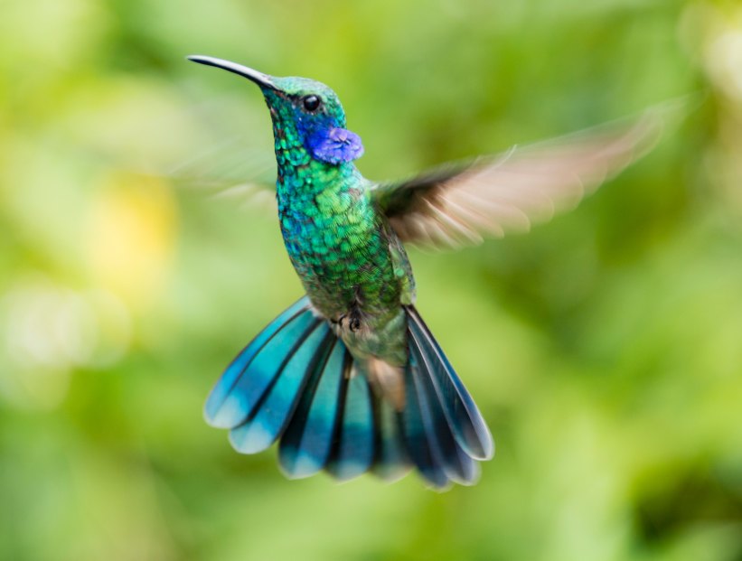 Cómo duermen los colibríes