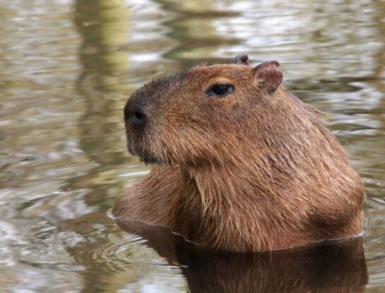 ¿Por qué los japoneses son fanáticos de los capibaras?