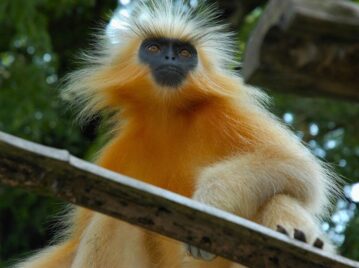 langur-dorado