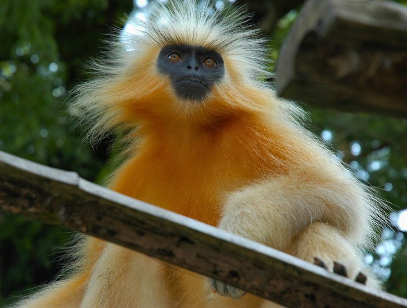 langur-dorado