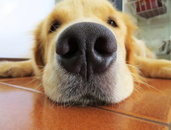¿Por qué la nariz de los perros es negra?