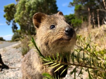 quokka el animal más feliz del mundo