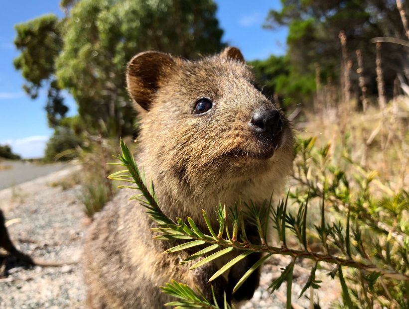 quokka el animal más feliz del mundo