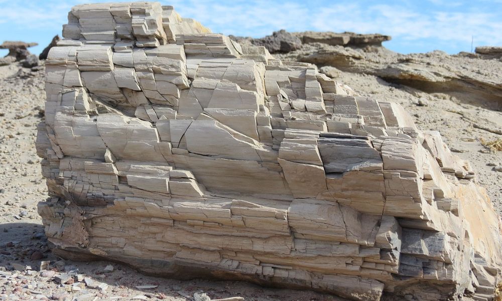 Tronco del parque provincial Ischigualasto.