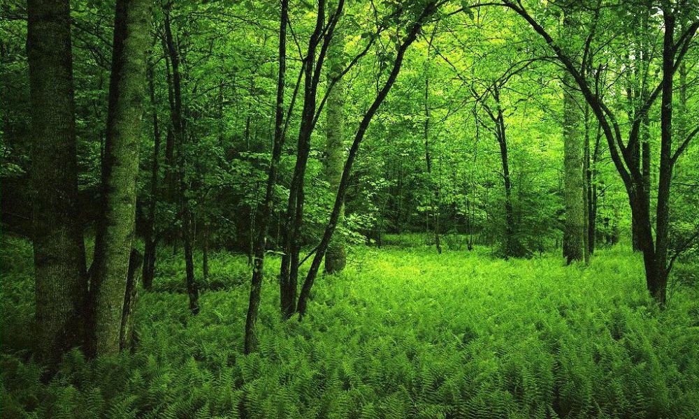 Naturaleza en el Día Internacional de los Bosques.