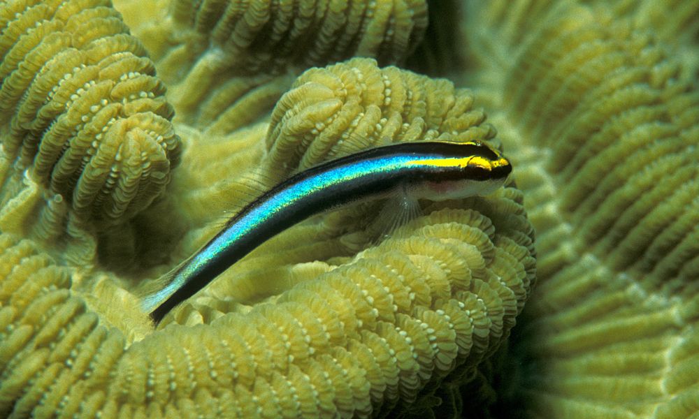 Uno de los peces del Sistema Arrecifal Mesoamericano.