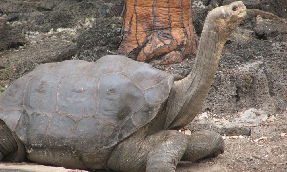 Cuello de la tortuga gigante de Pinta.