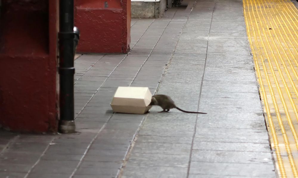 rata metiendose en una caja de comida en nueva york