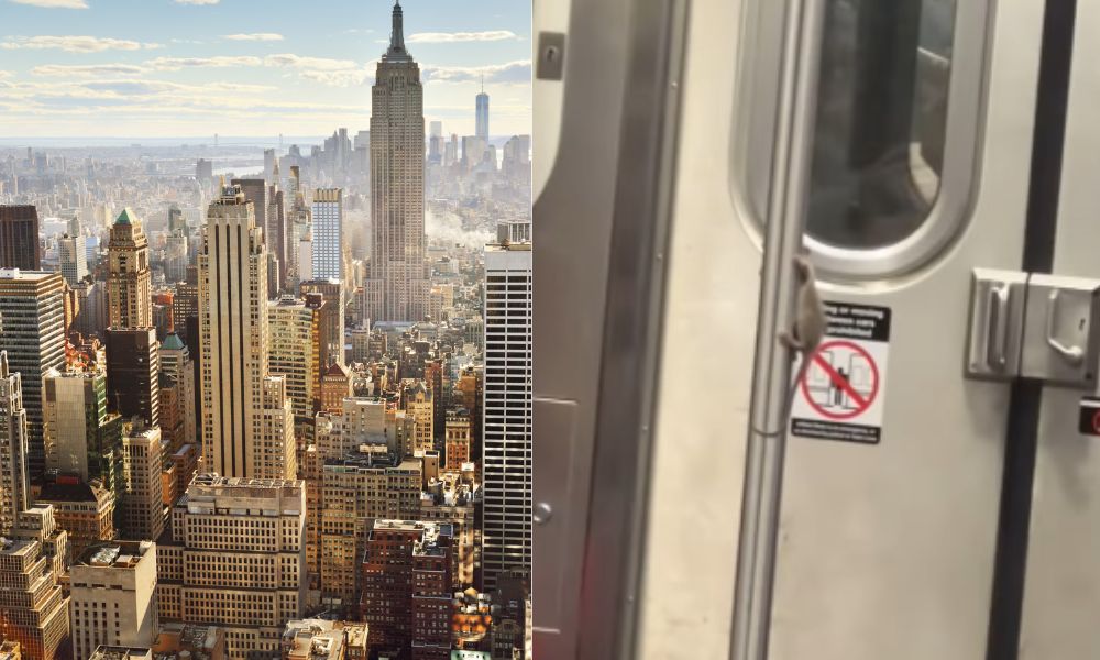 rata subiendo por el caño o baranda del metro de nueva york