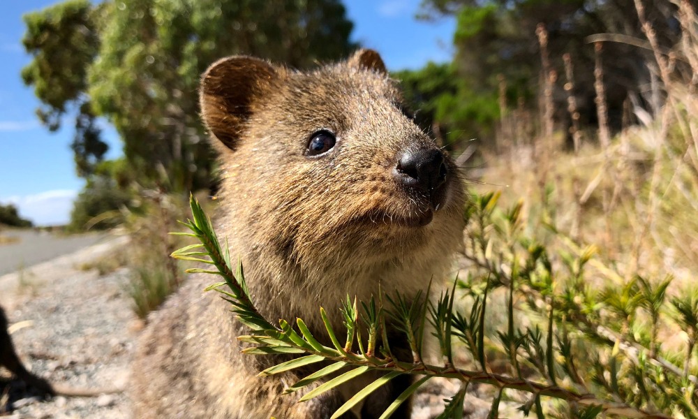 quokka animal sonriente