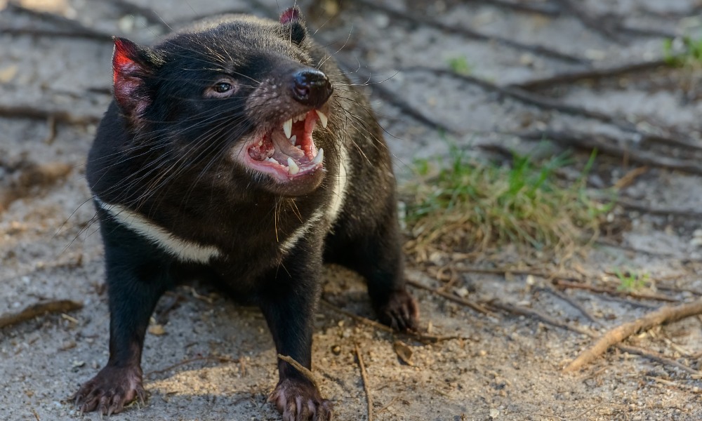 demonio de Tasmania