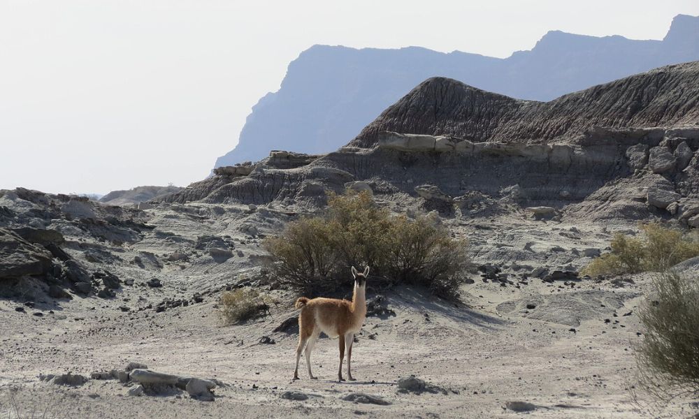 Animal del parque provincial Ischigualasto.