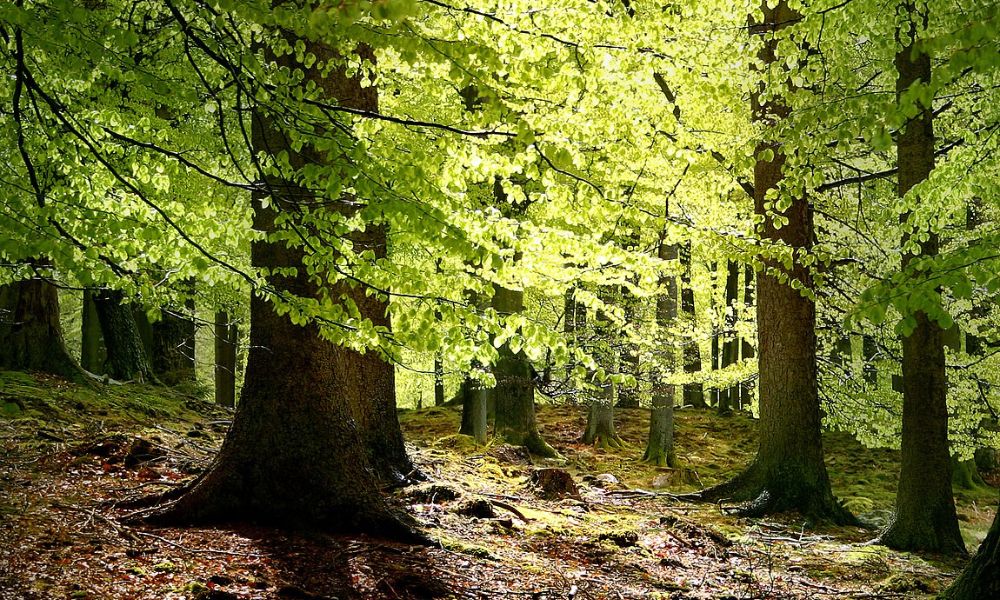 Árboles en representación del Día Internacional de los Bosques.