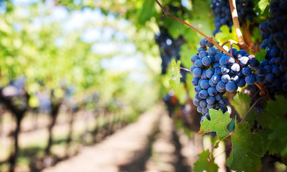 Uvas del viñedo más grande del mundo.