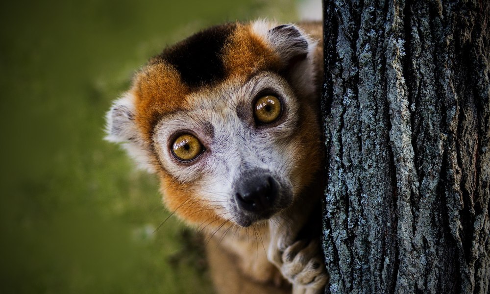 lemur en Madagascar