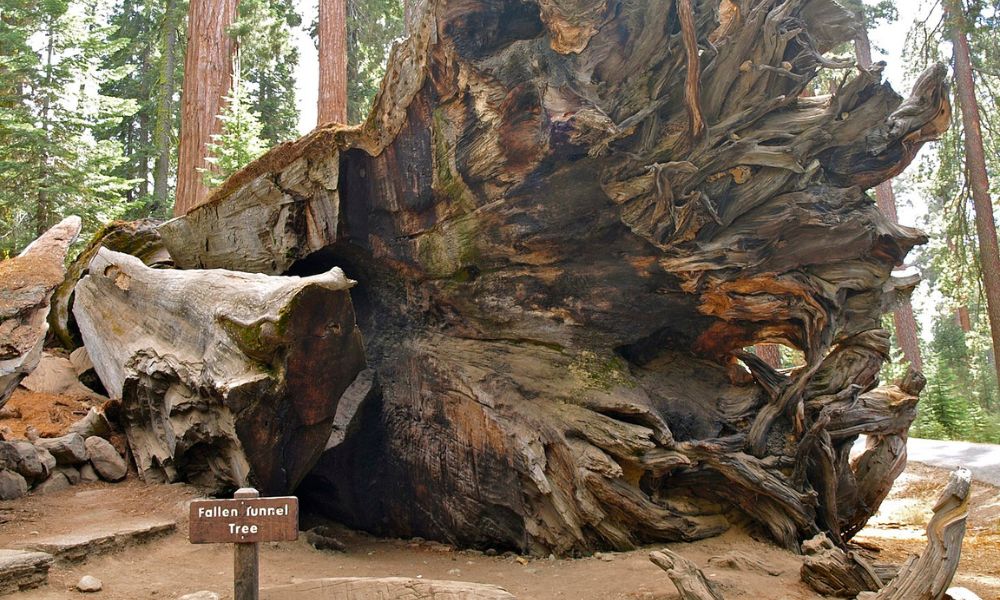 Restos del Árbol de Wawona.