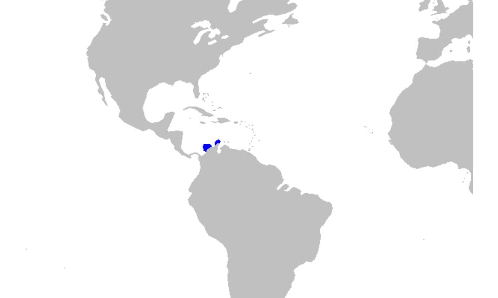 En azul, la única parte del mundo donde habita el tiburón linterna enano.