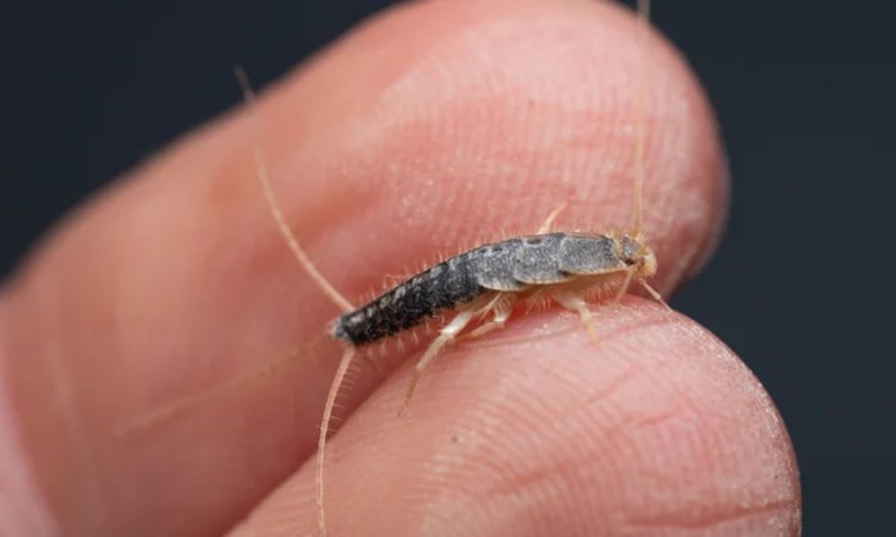 insecto pequeño entre dos dedos humanos