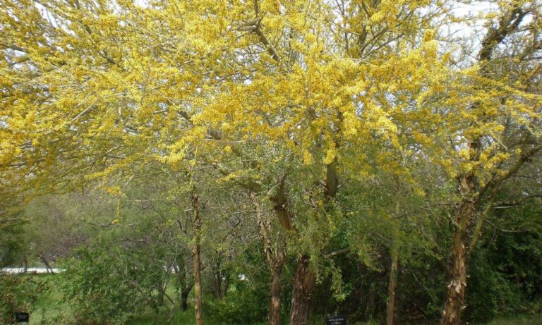 Chañar: el árbol de Sudamérica que se identifica como uno de los más ...
