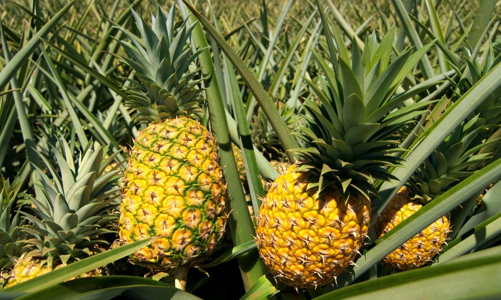 por qué la piña hace picar la lengua