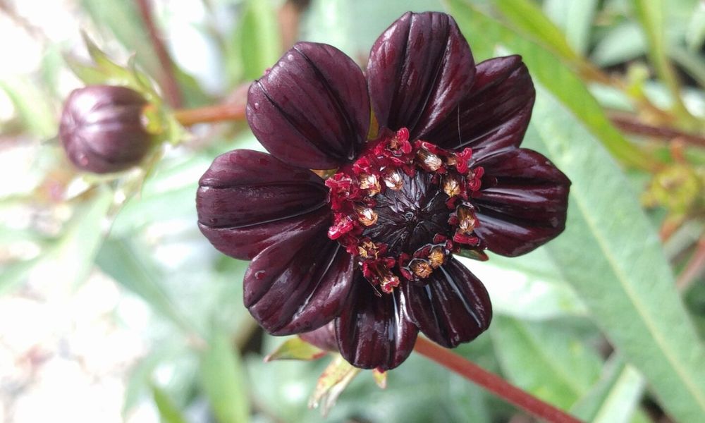 Color de una flor de chocolate.