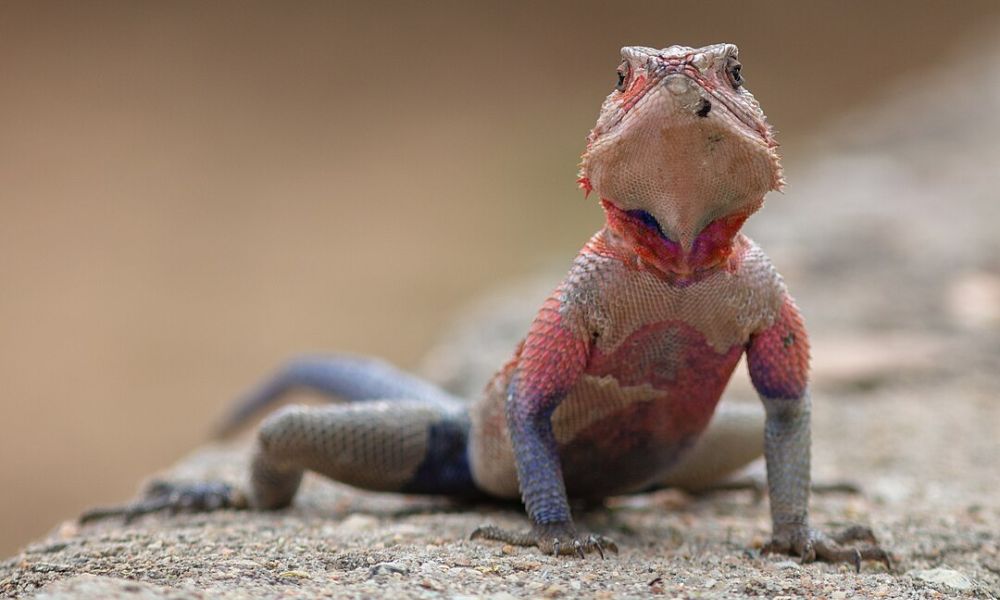 Aspecto del Agama del Hombre Araña.