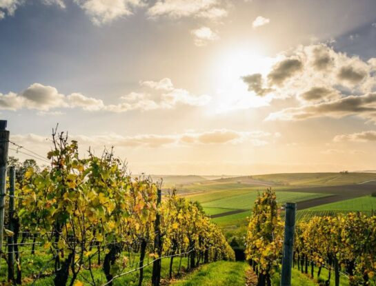 ¿En qué país está el viñedo más grande del mundo?