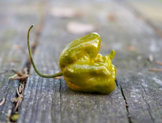 ¿Cuál es el alimento más picante del mundo?