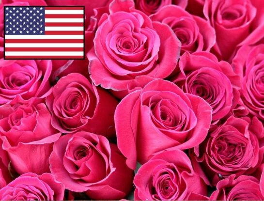 ¿Cuál es la flor nacional de Estados Unidos?