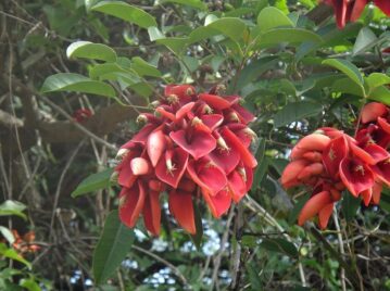 Ceibo: flor nacional de Uruguay