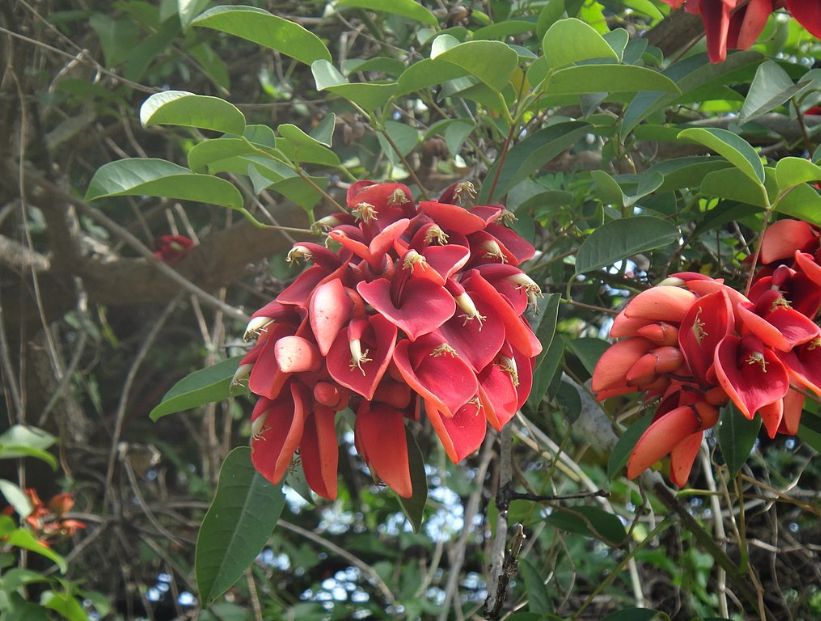 Ceibo: flor nacional de Uruguay