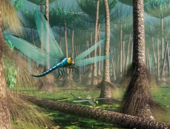 ¿Sabías que los insectos se achicaron por la cantidad de oxígeno que hay en la Tierra? 