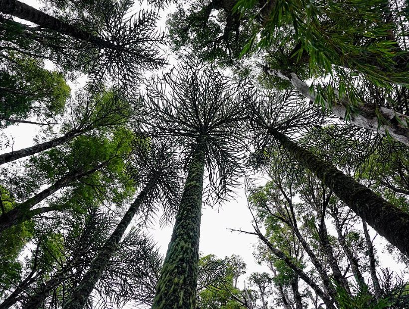 dia-internacional-de-los-bosques