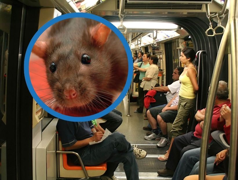 ratas en nueva york