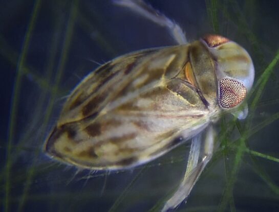 Barquero acuático menor: el ser vivo de 2 milímetros que emite uno de los sonidos más potentes de la naturaleza