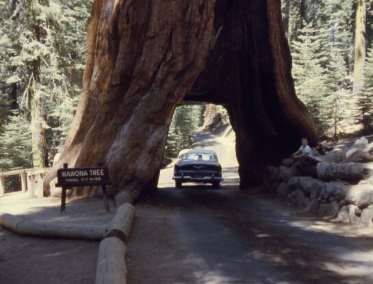 Árbol de Wawona: la atracción turística de Estados Unidos que desapareció en 1969