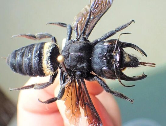 Megachile pluto: ¿dónde habita la abeja más grande del mundo?
