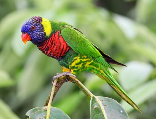 Lori de cocotero: el pájaro que sorprende al mundo con sus múltiples colores