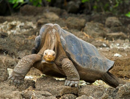 Tortuga gigante de Pinta: la increíble especie de Sudamérica que se extinguió en 2012 