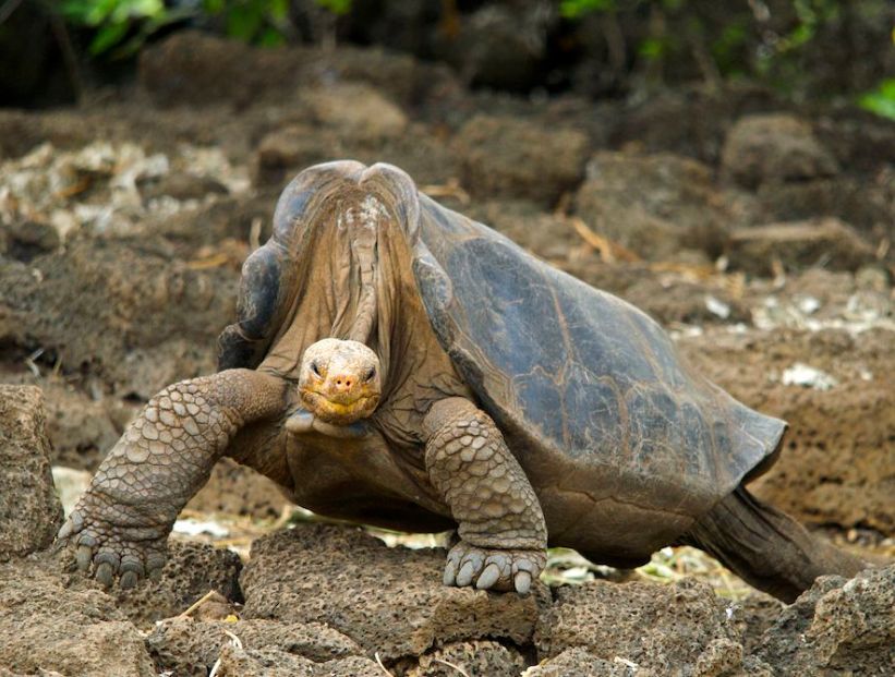 tortuga-grande-de-pinta