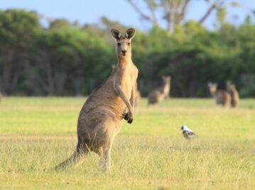 canguros en Australia