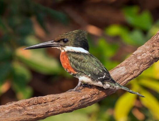 Martín pescador verde: el pequeño pájaro que habita en casi todos los países de América