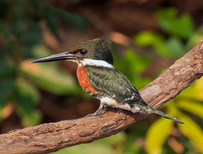 martin-pescador-verde