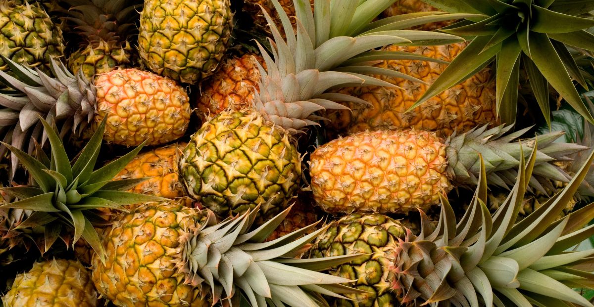 Piña o ananá: ¿es la misma fruta o son dos distintas? - Billiken