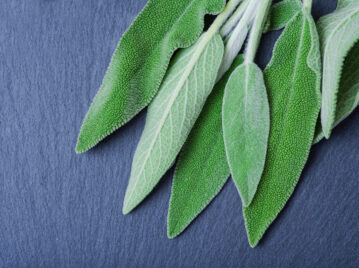 Salvia: aliada natural para controlar el azúcar en sangre y mejorar la memoria