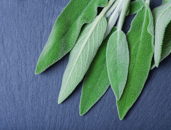 Salvia: aliada natural para controlar el azúcar en sangre y mejorar la memoria