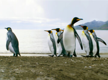 La evolución sorprendente de los pingüinos: de aves voladoras a maestros del océano