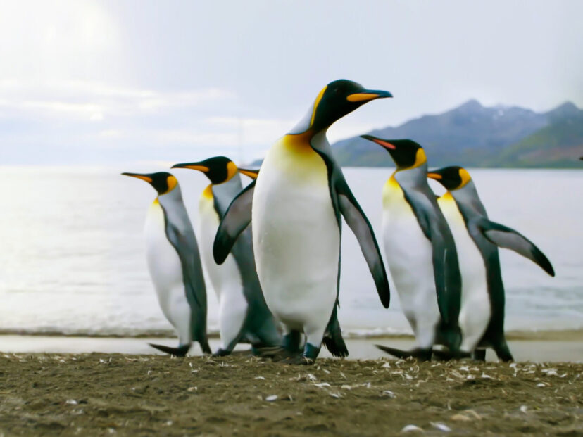 La evolución sorprendente de los pingüinos: de aves voladoras a maestros del océano