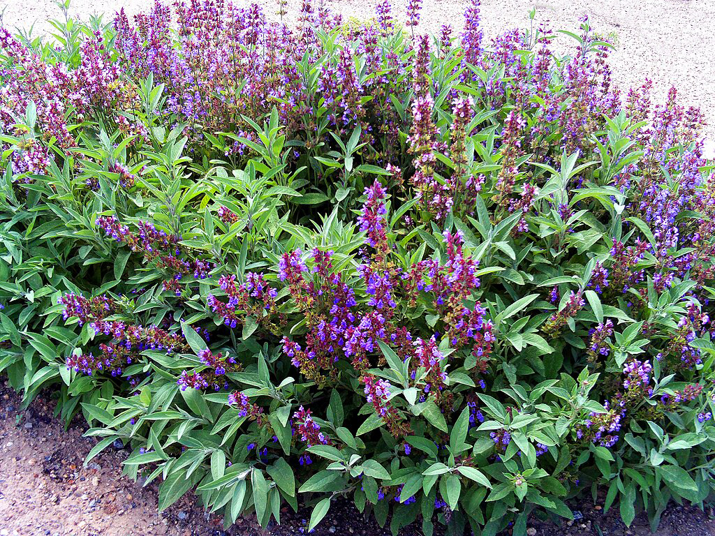 Salvia: aliada natural para controlar el azúcar en sangre y mejorar la memoria