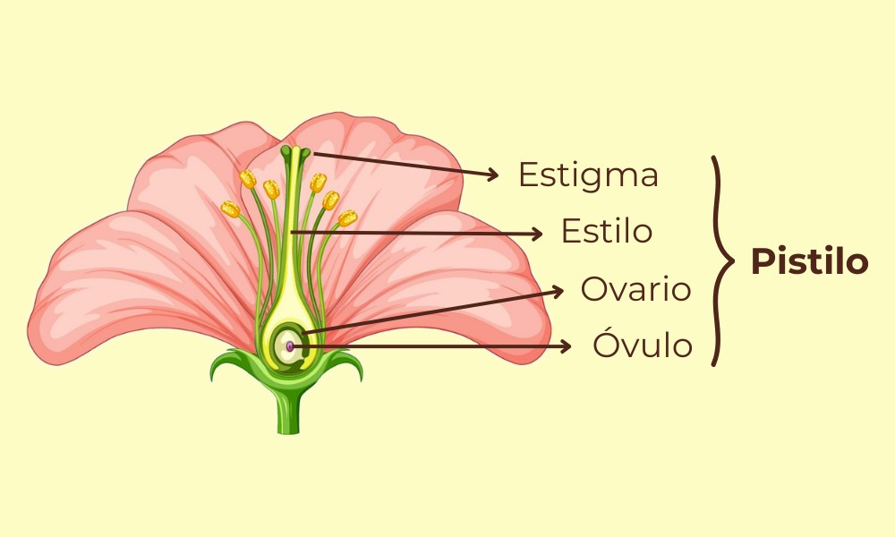 partes de una flor